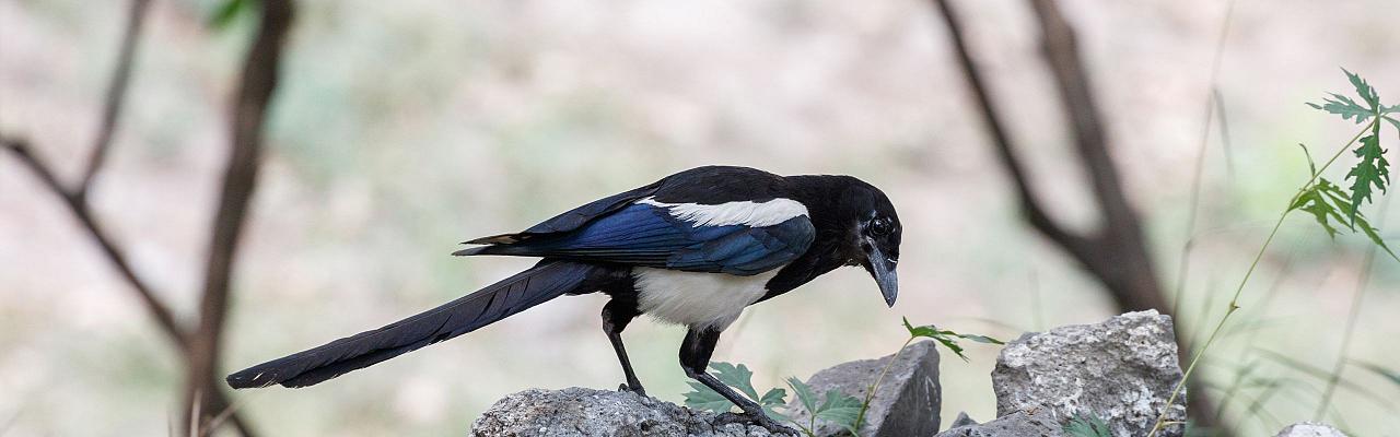 Great Basin National Park, Birding Nevada, Bird Watching Nevada, United States, North American Birds, Naturalist Journeys, Wildlife Tour, Wildlife Photography, Ecotourism, Specialty Birds