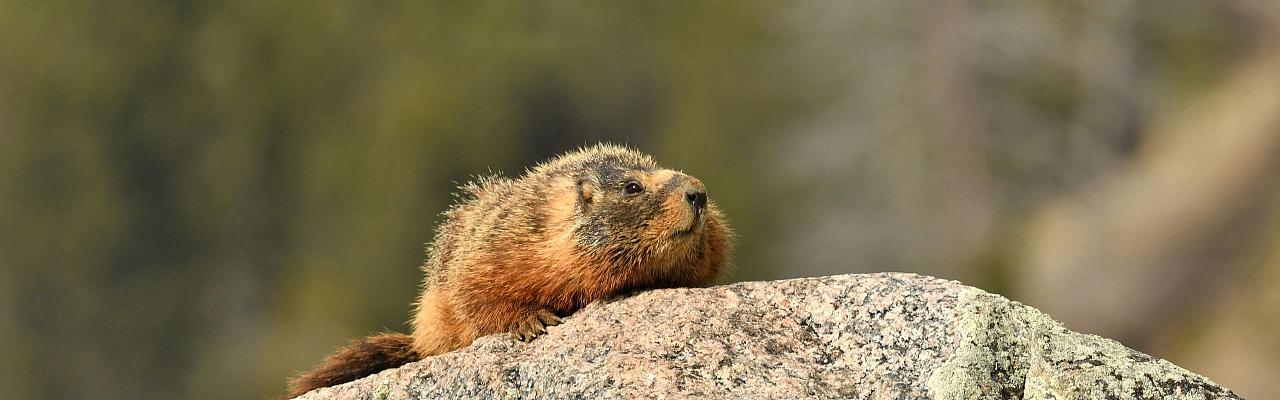 Great Basin National Park, Birding Nevada, Bird Watching Nevada, United States, North American Birds, Naturalist Journeys, Wildlife Tour, Wildlife Photography, Ecotourism, Specialty Birds