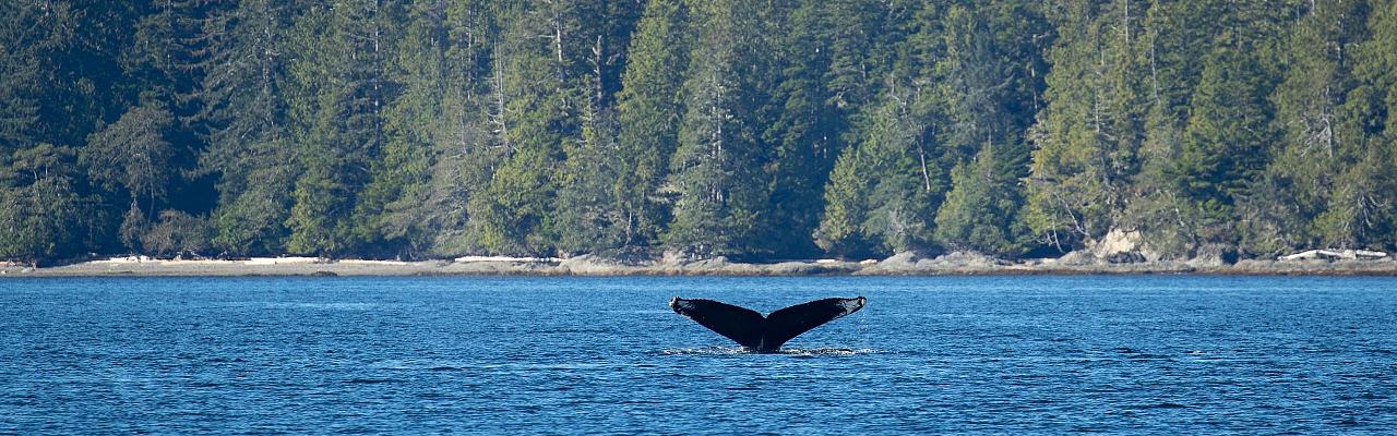 Birding Canada, Bird Watching Canada, Birding North America, Naturalist Journeys, Wildlife Tour, Wildlife Photography, Ecotourism, Specialty Birds, Endemic Birds, Birding Hotspot, Banff National Park