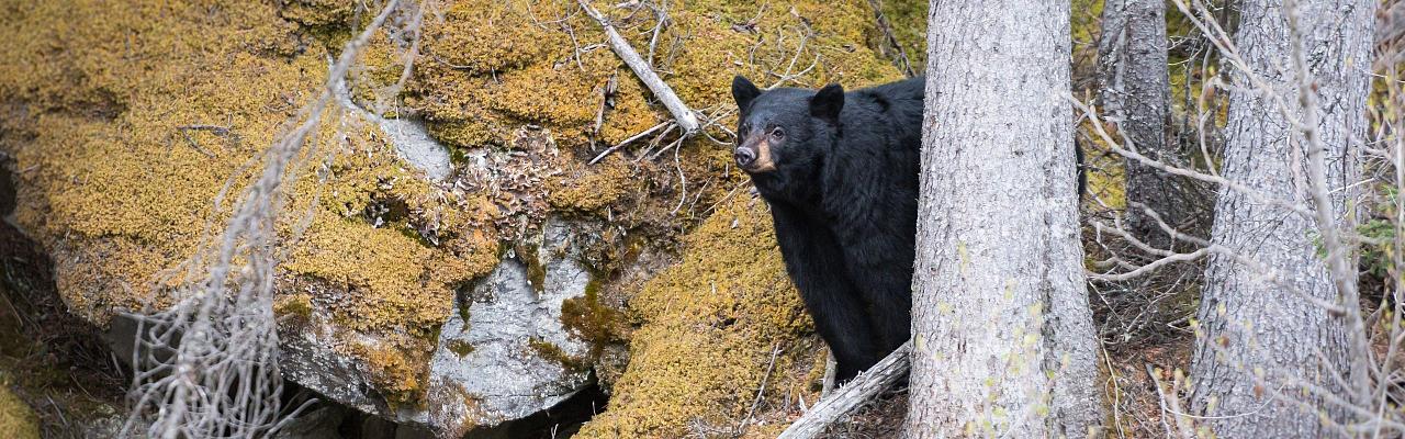 Birding Canada, Bird Watching Canada, Birding North America, Naturalist Journeys, Wildlife Tour, Wildlife Photography, Ecotourism, Specialty Birds, Endemic Birds, Birding Hotspot, Banff National Park