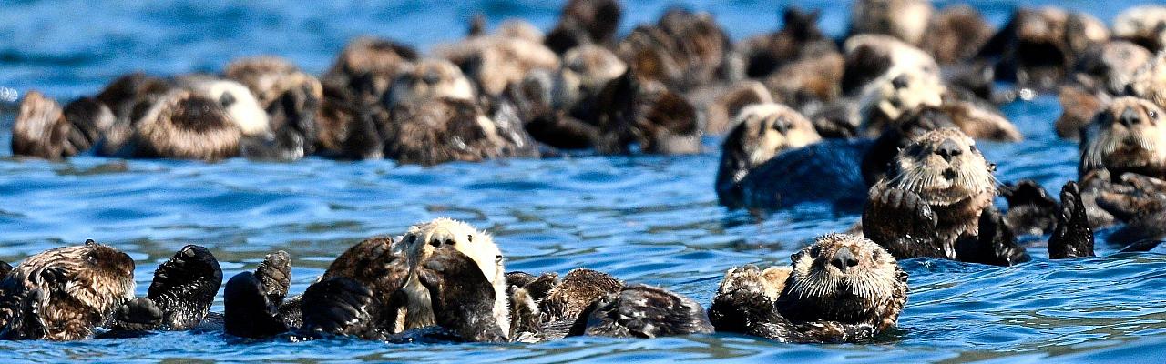 Birding Canada, Bird Watching Canada, Birding North America, Naturalist Journeys, Wildlife Tour, Wildlife Photography, Ecotourism, Specialty Birds, Endemic Birds, Birding Hotspot, Banff National Park