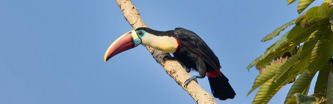 Birding Guyana, Bird Watching Guyana, Birding South America, Naturalist Journeys, Wildlife Tour, Wildlife Photography, Ecotourism, Specialty Birds, Endemic Birds, Birding Hotspot