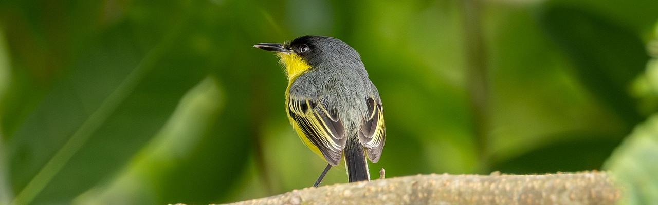 Birding Guyana, Bird Watching Guyana, Birding South America, Naturalist Journeys, Wildlife Tour, Wildlife Photography, Ecotourism, Specialty Birds, Endemic Birds, Birding Hotspot