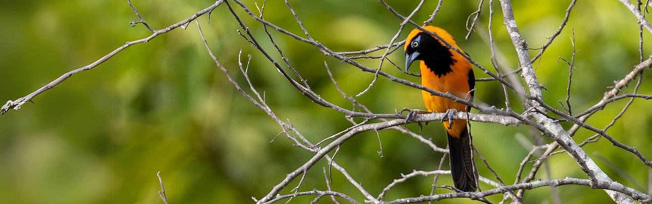 Birding Guyana, Bird Watching Guyana, Birding South America, Naturalist Journeys, Wildlife Tour, Wildlife Photography, Ecotourism, Specialty Birds, Endemic Birds, Birding Hotspot