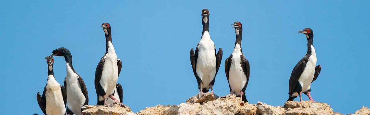 Birding Peru, Bird Watching Peru, Birding South America, Naturalist Journeys, Wildlife Tour, Wildlife Photography, Ecotourism, Specialty Birds, Endemic Birds, Birding Hotspot