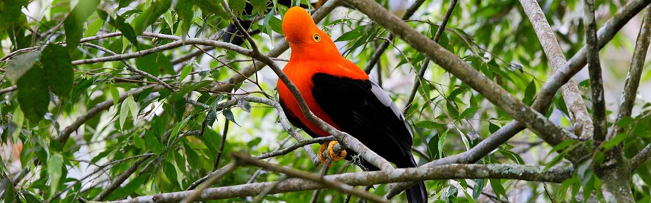 Andean Cock-of-the-rock, Birding Ecuador, Bird watching Ecuador, Ecuador, South American Birds, Naturalist Journeys, Wildlife Tour, Wildlife Photography, Ecotourism, Specialty Birds, Endemic Birds, Birding Hotspot