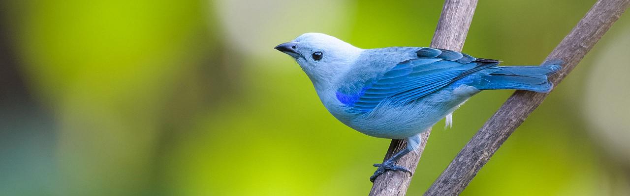 Blue-and-gray Tanager, Birding Ecuador, Bird watching Ecuador, Ecuador, South American Birds, Naturalist Journeys, Wildlife Tour, Wildlife Photography, Ecotourism, Specialty Birds, Endemic Birds, Birding Hotspot