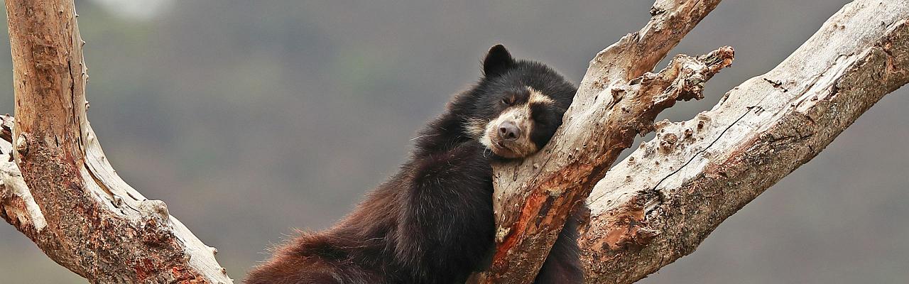 Spectacled Bear, Birding Ecuador, Bird watching Ecuador, Ecuador, South American Birds, Naturalist Journeys, Wildlife Tour, Wildlife Photography, Ecotourism, Specialty Birds, Endemic Birds, Birding Hotspot