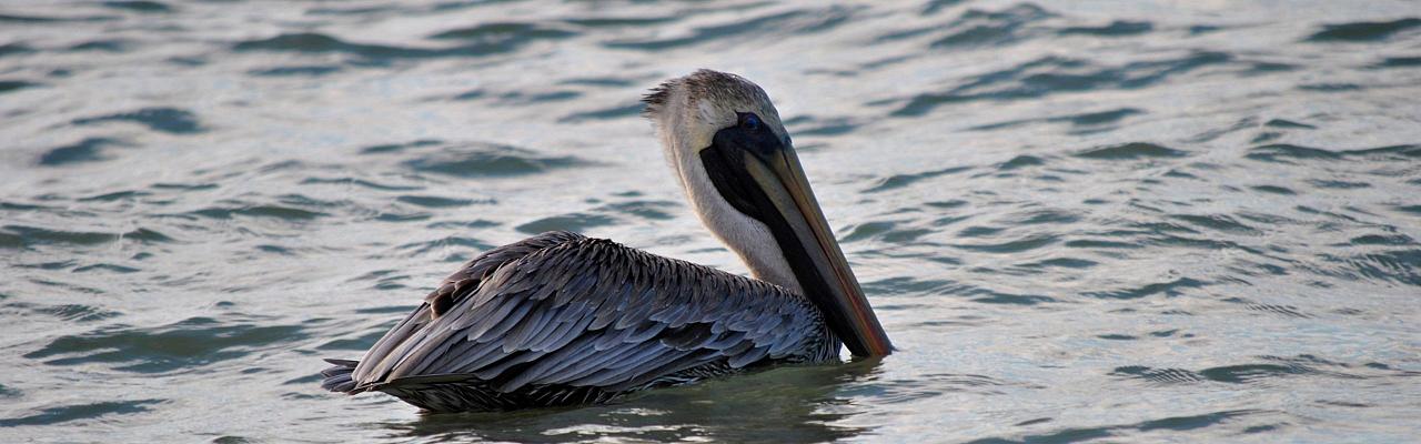 Birding Southern California, Bird Watching Southern California, North American Birds, Naturalist Journeys, Wildlife Tour, Wildlife Photography, Ecotourism, Specialty Birds, Endemic Birds, Birding Hotspot, Santa Barbara, Whale Watching