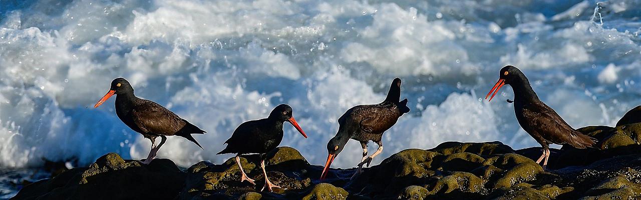 Birding Southern California, Bird Watching Southern California, North American Birds, Naturalist Journeys, Wildlife Tour, Wildlife Photography, Ecotourism, Specialty Birds, Endemic Birds, Birding Hotspot, Santa Barbara, Whale Watching