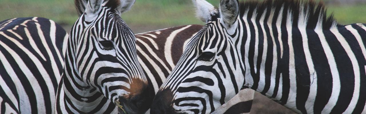 Zebra, Birding Kenya, Bird watching Kenya, African birds, Naturalist Journeys, Wildlife Tour, Wildlife Photography, Ecotourism, Specialty Birds, Endemic Birds, Birding Hotspot, Safari, Lake Nakuru National Park, Maasai Mara