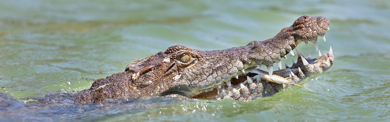 Crocodile, Birding Kenya, Bird watching Kenya, African birds, Naturalist Journeys, Wildlife Tour, Wildlife Photography, Ecotourism, Specialty Birds, Endemic Birds, Birding Hotspot, Safari, Lake Nakuru National Park, Maasai Mara