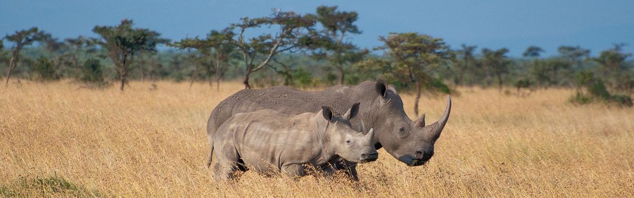 Rhinos, Birding Kenya, Bird watching Kenya, African birds, Naturalist Journeys, Wildlife Tour, Wildlife Photography, Ecotourism, Specialty Birds, Endemic Birds, Birding Hotspot, Safari, Lake Nakuru National Park, Maasai Mara