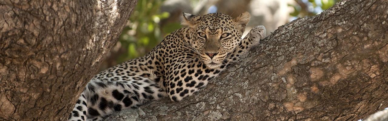 Leopard, Birding Kenya, Bird watching Kenya, African birds, Naturalist Journeys, Wildlife Tour, Wildlife Photography, Ecotourism, Specialty Birds, Endemic Birds, Birding Hotspot, Safari, Lake Nakuru National Park, Maasai Mara