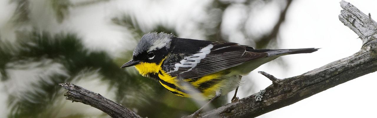 	New Hampshire, New Hampshire Nature Tour, New Hampshire Birding Tour, White Mountains, White Mountains Nature Tour, White Mountains Birding Tour, Mt. Washington, Naturalist Journeys