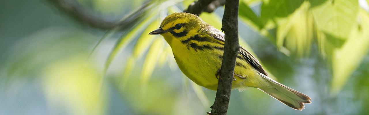 	New Hampshire, New Hampshire Nature Tour, New Hampshire Birding Tour, White Mountains, White Mountains Nature Tour, White Mountains Birding Tour, Mt. Washington, Naturalist Journeys