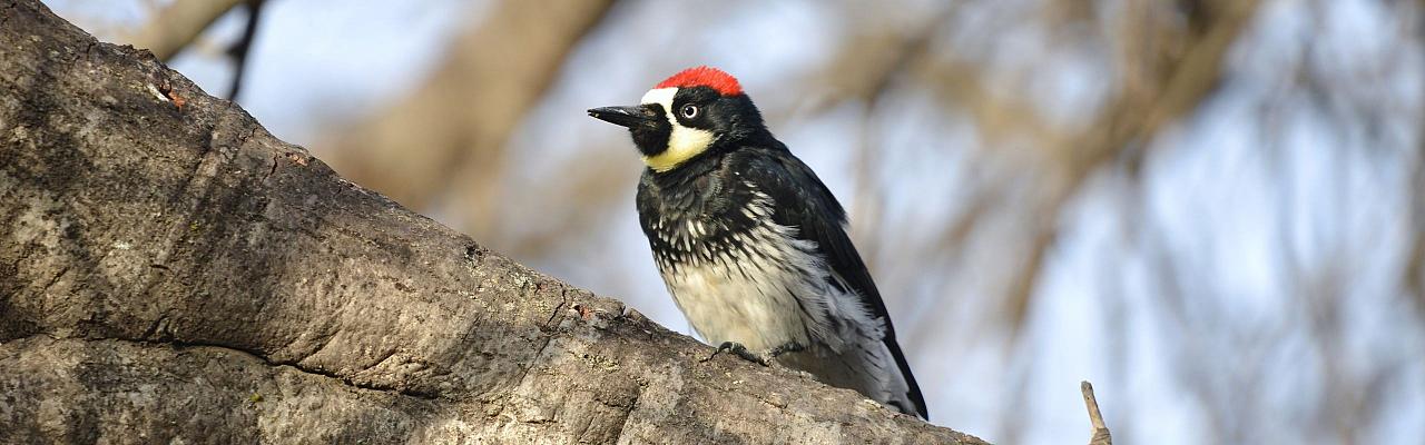 Birding Mexico, Bird watching Mexico, Oaxaca, Mexico, North American Birds, Naturalist Journeys, Wildlife Tour, Wildlife Photography, Ecotourism, Specialty Birds, Endemic Birds, Birding Hotspot 