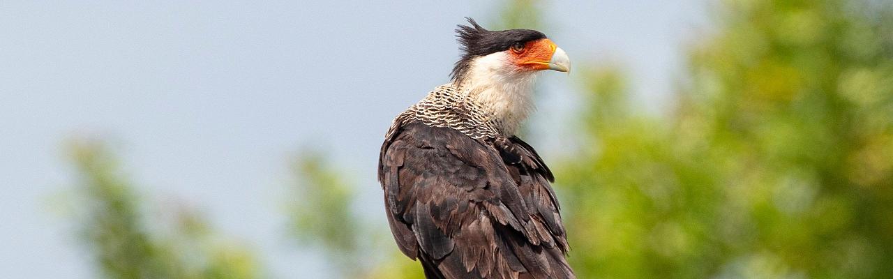 Birding Mexico, Bird watching Mexico, Oaxaca, Mexico, North American Birds, Naturalist Journeys, Wildlife Tour, Wildlife Photography, Ecotourism, Specialty Birds, Endemic Birds, Birding Hotspot 