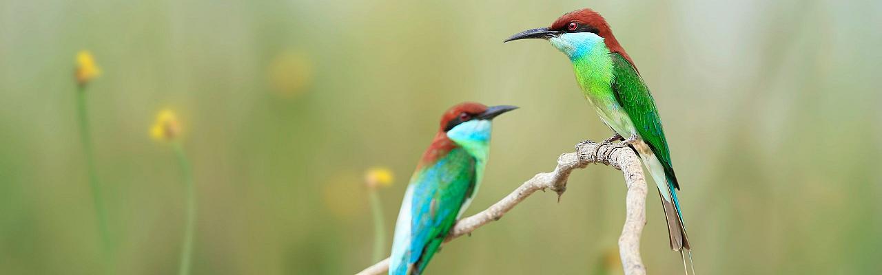 Birding Borneo, Birding Asia, Bird watching Borneo, Borneo Wildlife, Nature Tour, Naturalist Journeys, Wildlife Tour, Wildlife Photography, Ecotourism, Specialty Birds, Birding Hotspot, Endemic Birds