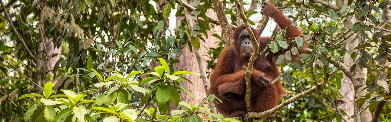 Birding Borneo, Birding Asia, Bird watching Borneo, Borneo Wildlife, Nature Tour, Naturalist Journeys, Wildlife Tour, Wildlife Photography, Ecotourism, Specialty Birds, Birding Hotspot, Endemic Birds