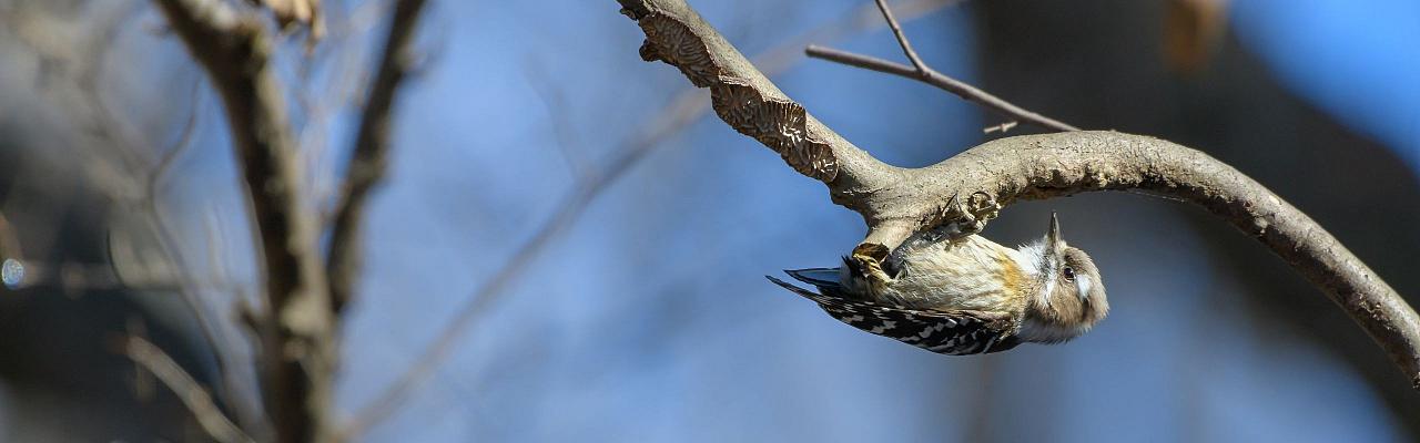 Birding Japan, Bird watching Japan, Hokkaido, Asian Birds, Naturalist Journeys, Wildlife Tour, Wildlife Photography, Ecotourism, Specialty Birds, Endemic Birds, Birding Hotspot