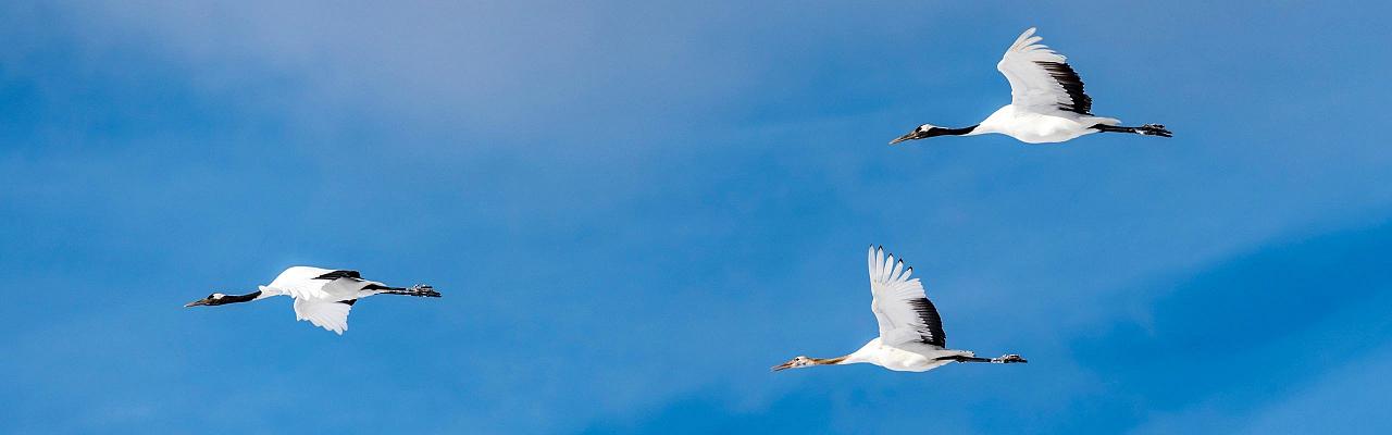 Red-crowned Cranes, Birding Japan, Bird watching Japan, Hokkaido, Asian Birds, Naturalist Journeys, Wildlife Tour, Wildlife Photography, Ecotourism, Specialty Birds, Endemic Birds, Birding Hotspot