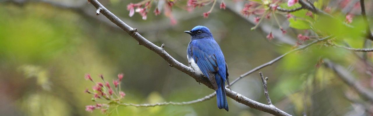 Blue-and-white Flycatcher, Birding Japan, Bird watching Japan, Hokkaido, Asian Birds, Naturalist Journeys, Wildlife Tour, Wildlife Photography, Ecotourism, Specialty Birds, Endemic Birds, Birding Hotspot