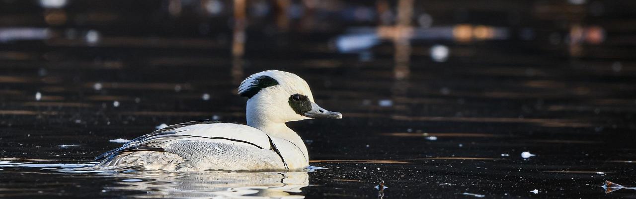 Smew, Birding Japan, Bird watching Japan, Hokkaido, Asian Birds, Naturalist Journeys, Wildlife Tour, Wildlife Photography, Ecotourism, Specialty Birds, Endemic Birds, Birding Hotspot