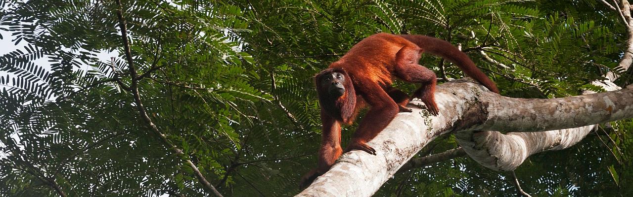 Red Howler Monkey, Birding Peru, Bird Watching Peru, Peru, South America, Naturalist Journeys, Wildlife Tour, Wildlife Photography, Ecotourism, Specialty Birds, Endemic Birds, Birding Hotspot, Machu Picchu