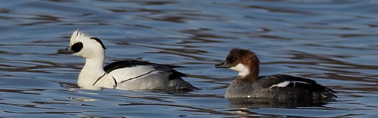  Smew by Matti Virtala, Japan tour, Japanese nature tour, snow monkeys, Japan birding, Japan Birding & nature, Naturalist Journeys 