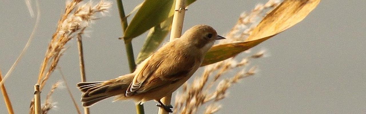 Chinese Penduline-tit by Jerry Gunner via Creative Commons; Japan tour, Japanese nature tour, snow monkeys, Japan birding, Japan Birding & nature, Naturalist Journeys 