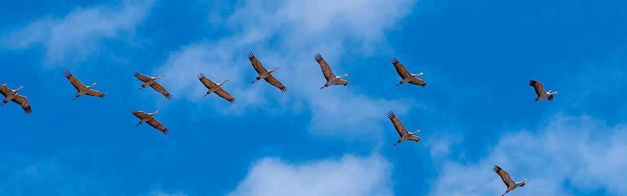 Sandhill Cranes, New Mexico Nature tour, New Mexico Wildlife Tour, New Mexico Birding Tour, Naturalist Journeys