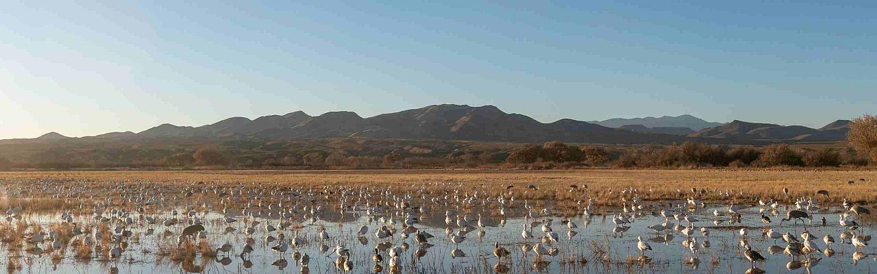 New Mexico, New Mexico Wildlife, Wildlife Tour, Photography, Birdwatching, Santa Fe, Albuquerque, Taos, Bosque del Apache, Pueblos, Culture & Crafts