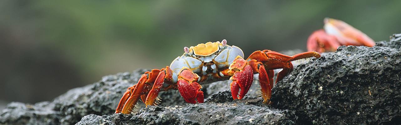 Birding Galapagos, Bird watching Galapagos, Galápagos Islands, South American Birds, Naturalist Journeys, Wildlife Tour, Wildlife Photography, Ecotourism, Specialty Birds, Endemic Birds, Birding Hotspot, Cruise