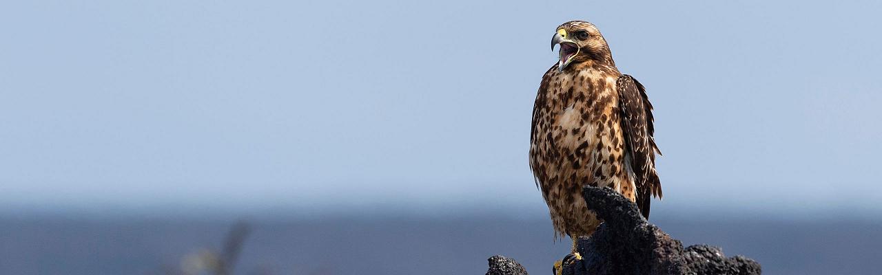 Birding Galapagos, Bird watching Galapagos, Galápagos Islands, South American Birds, Naturalist Journeys, Wildlife Tour, Wildlife Photography, Ecotourism, Specialty Birds, Endemic Birds, Birding Hotspot, Cruise