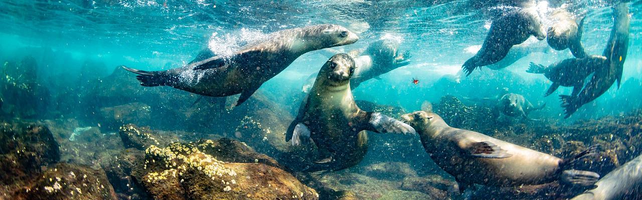 Birding Galapagos, Bird watching Galapagos, Galápagos Islands, South American Birds, Naturalist Journeys, Wildlife Tour, Wildlife Photography, Ecotourism, Specialty Birds, Endemic Birds, Birding Hotspot, Cruise