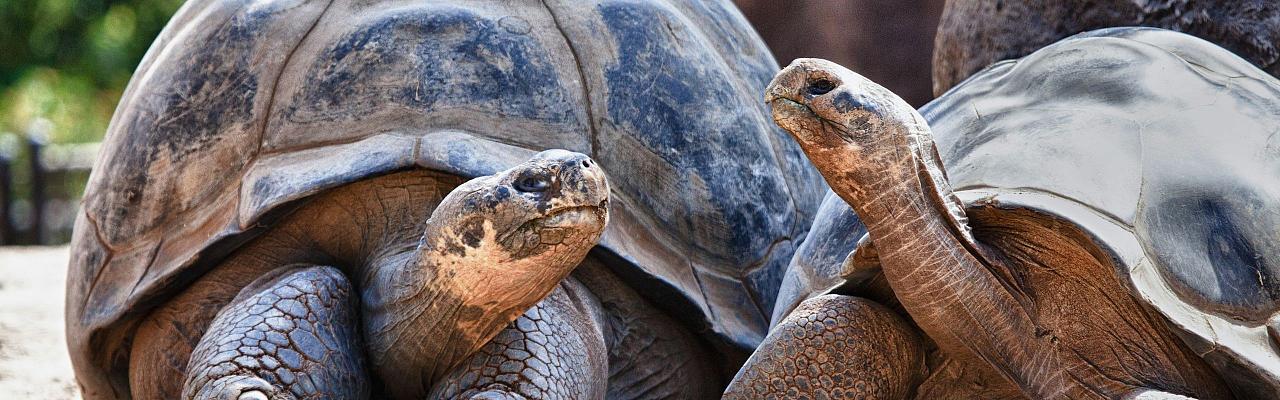 Birding Galapagos, Bird watching Galapagos, Galápagos Islands, South American Birds, Naturalist Journeys, Wildlife Tour, Wildlife Photography, Ecotourism, Specialty Birds, Endemic Birds, Birding Hotspot, Cruise