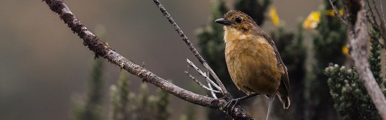 Birding Ecuador, Bird watching Ecuador, Ecuador, South American Birds, Naturalist Journeys, Wildlife Tour, Wildlife Photography, Ecotourism, Specialty Birds, Endemic Birds, Birding Hotspot