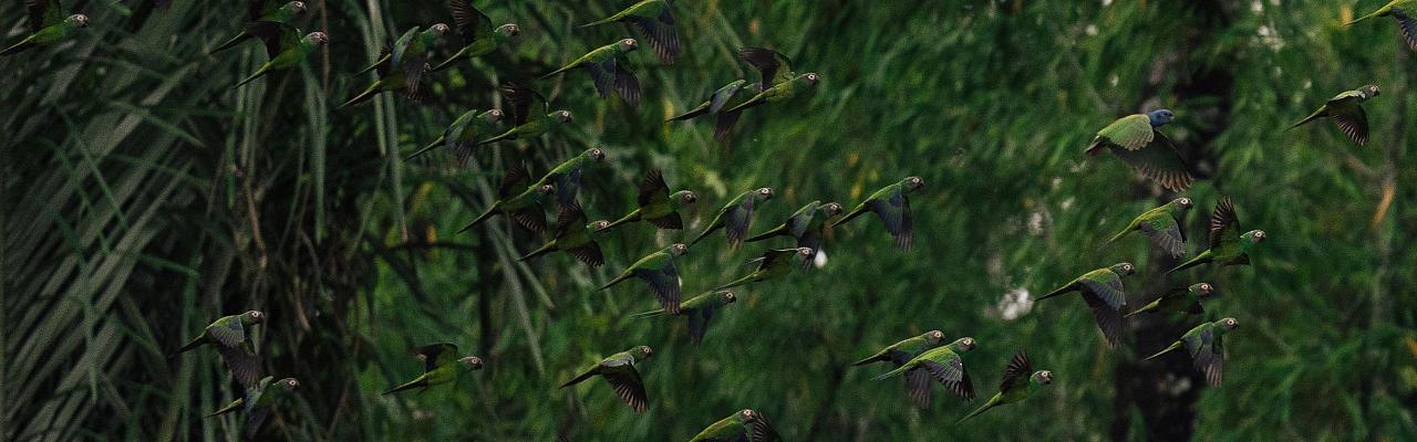 Birding Ecuador, Bird watching Ecuador, Ecuador, South American Birds, Naturalist Journeys, Wildlife Tour, Wildlife Photography, Ecotourism, Specialty Birds, Endemic Birds, Birding Hotspot