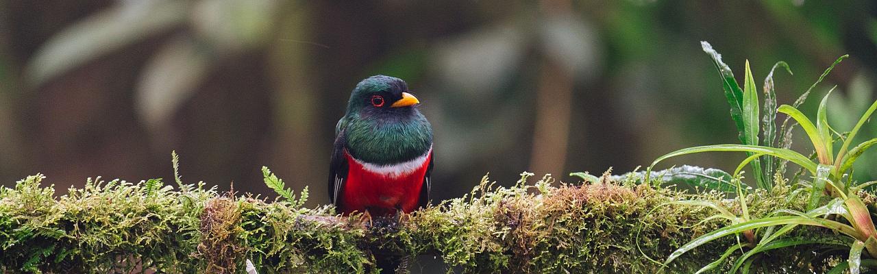 Birding Ecuador, Bird watching Ecuador, Ecuador, South American Birds, Naturalist Journeys, Wildlife Tour, Wildlife Photography, Ecotourism, Specialty Birds, Endemic Birds, Birding Hotspot