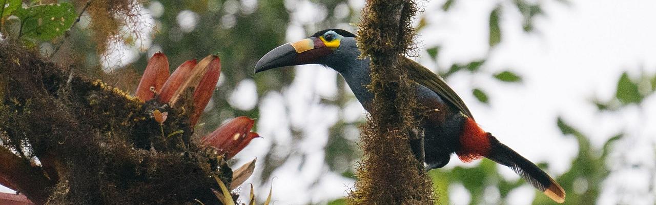 Birding Ecuador, Bird watching Ecuador, Ecuador, South American Birds, Naturalist Journeys, Wildlife Tour, Wildlife Photography, Ecotourism, Specialty Birds, Endemic Birds, Birding Hotspot