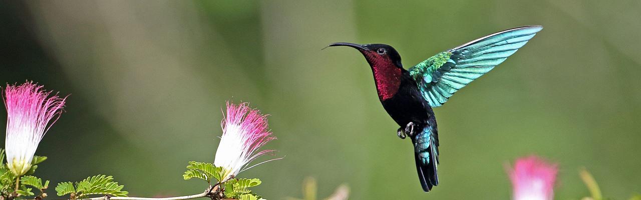 Purple-throated Carib, Birding Lesser Antilles, Bird watching, St. Lucia, Dominica, St. Vincent, Naturalist Journeys, Wildlife Tour, Wildlife Photography, Ecotourism, Specialty Birds, Endemic Birds, Birding Hotspot