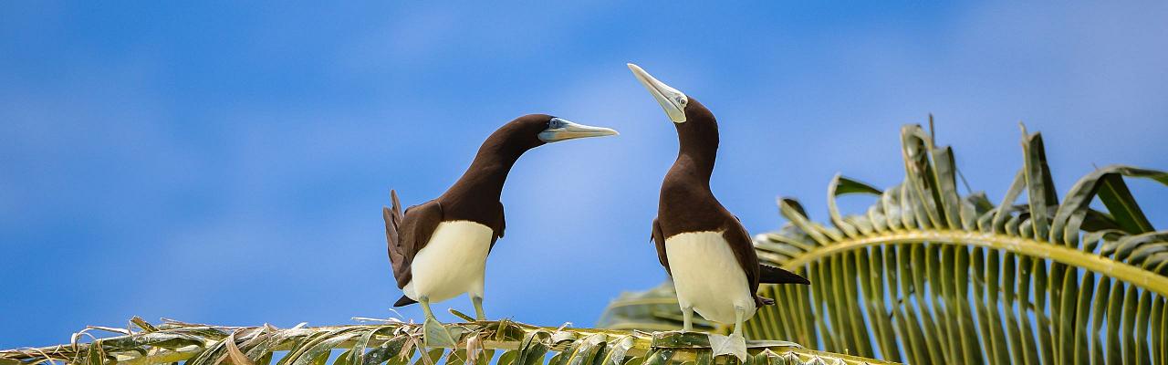 Lesser Antilles Endemics: A 3-Island Classic | Small-group Birding ...