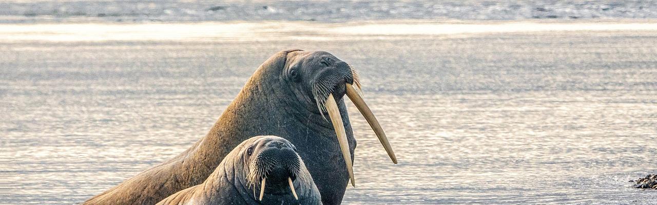 Birding Svalbard, Svalbard Nature, Spitsbergen, Bird watching Svalbard, Polar Region, Naturalist Journeys, Wildlife Tour, Wildlife Photography, Ecotourism, Specialty Birds, Birding Hotspot, Polar Bears