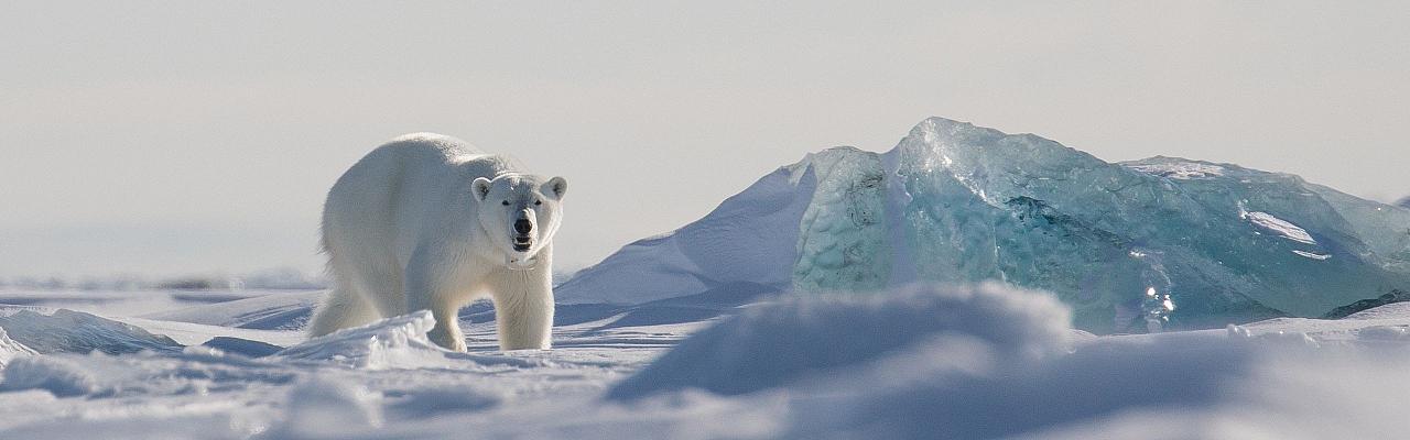 Birding Svalbard, Svalbard Nature, Spitsbergen, Bird watching Svalbard, Polar Region, Naturalist Journeys, Wildlife Tour, Wildlife Photography, Ecotourism, Specialty Birds, Birding Hotspot, Polar Bears