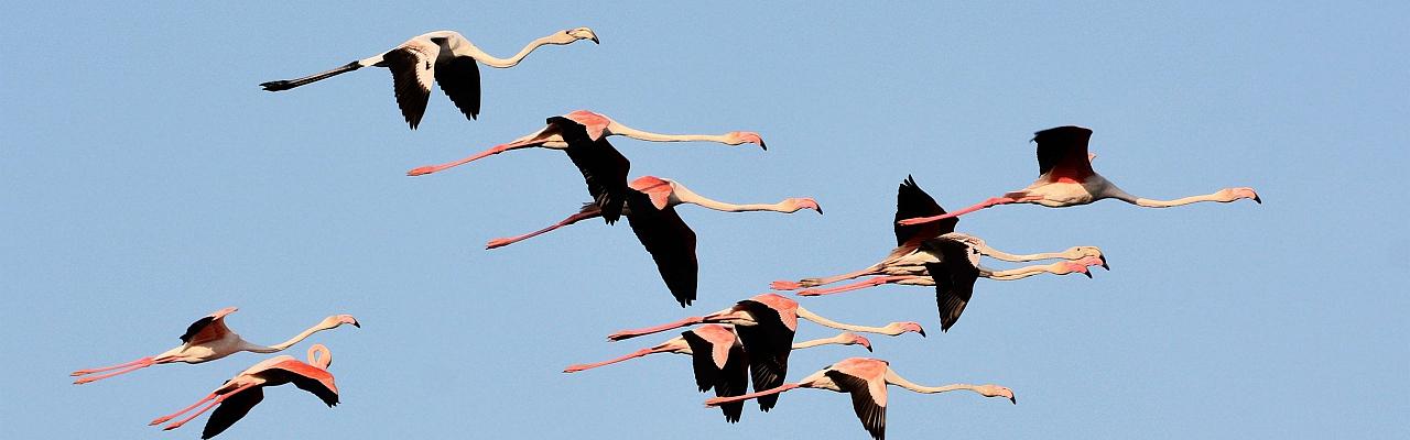 Birding Portugal, Portugal Nature, Bird watching Europe, Fall Migration, Naturalist Journeys, Wildlife Tour, Wildlife Photography, Ecotourism, Specialty Birds, Birding Hotspot, Lisbon, Alentejo