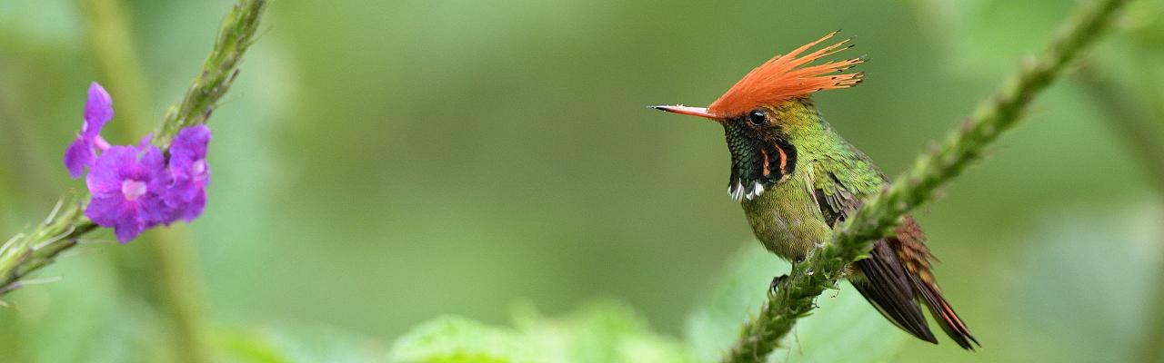 Rufous-crested Coquette, Birding Peru, Bird Watching Peru, Peru, South America, Naturalist Journeys, Wildlife Tour, Wildlife Photography, Ecotourism, Specialty Birds, Endemic Birds, Birding Hotspot, Machu Picchu