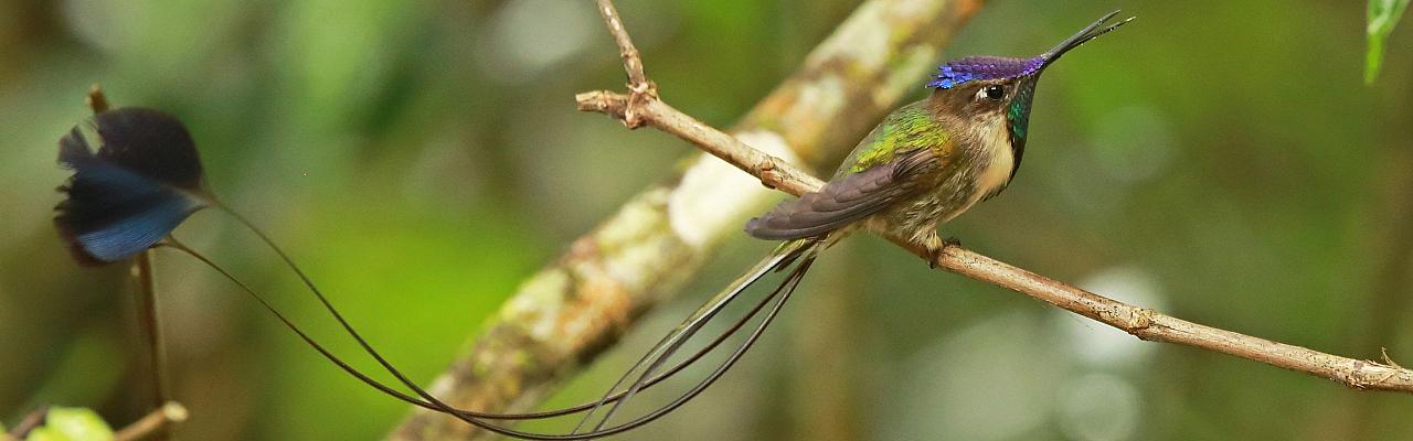 Marvelous Spatuletail, Birding Peru, Bird Watching Peru, Peru, South America, Naturalist Journeys, Wildlife Tour, Wildlife Photography, Ecotourism, Specialty Birds, Endemic Birds, Birding Hotspot, Machu Picchu