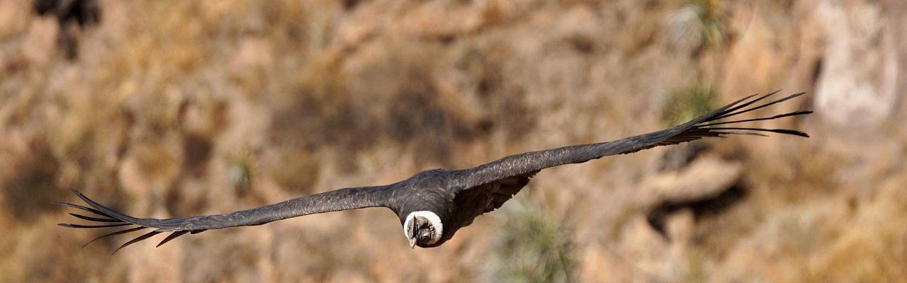 Andean Condor, Birding Peru, Bird Watching Peru, Peru, South America, Naturalist Journeys, Wildlife Tour, Wildlife Photography, Ecotourism, Specialty Birds, Endemic Birds, Birding Hotspot, Machu Picchu