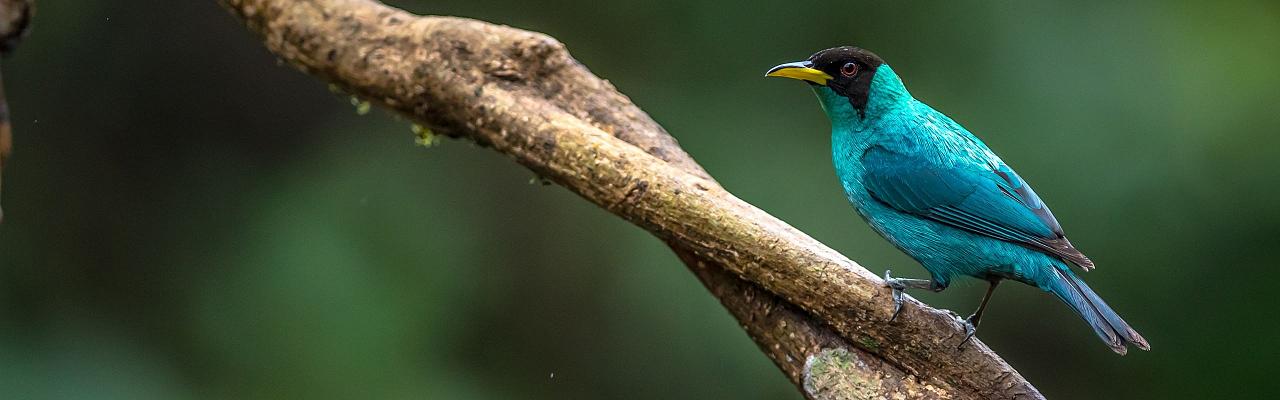 Green Honeycreeper, Birding Ecuador, Bird watching Ecuador, Ecuador, South American Birds, Naturalist Journeys, Wildlife Tour, Wildlife Photography, Ecotourism, Specialty Birds, Endemic Birds, Birding Hotspot